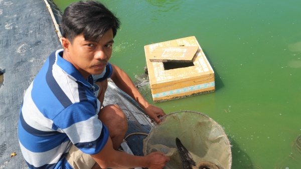 Thanh niên khởi nghiệp nuôi cá chạch lấu thành tỷ phú