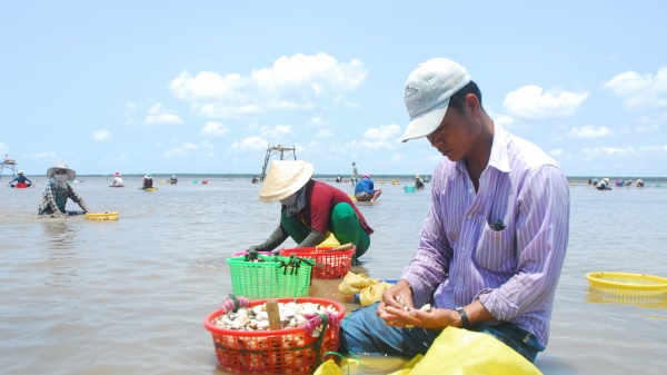 Phát triển bền vững và toàn diện chuỗi giá trị nghêu tại Việt Nam