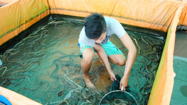 Trại sản xuất lươn giống quy mô 1 triệu con/năm ở Cần Thơ