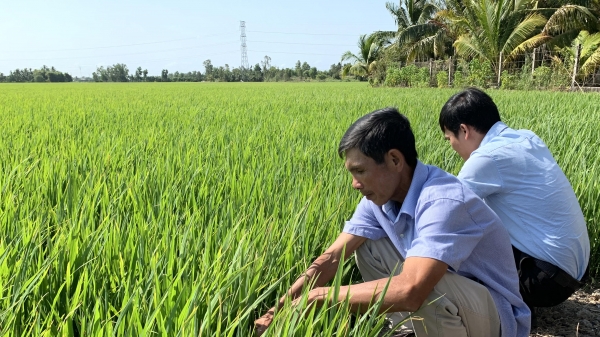 Cần Thơ: Cần tăng cường kiểm tra các cơ sở sản xuất kinh doanh lúa giống