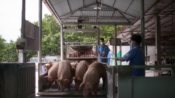 9 tỉnh tái đàn lợn đạt trên 100% so với trước dịch