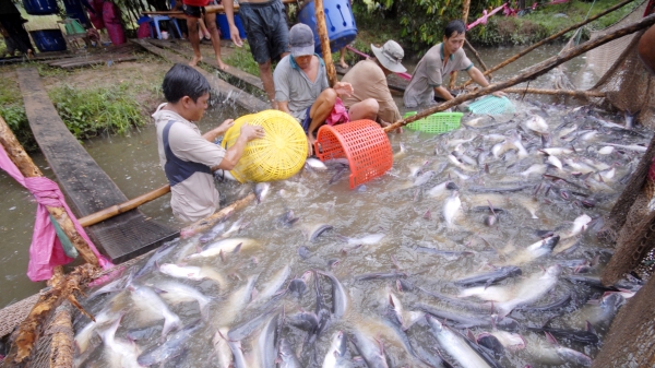 Cần Thơ: Người nuôi cá tra lỗ từ 5.000 – 6.500 đồng/kg.