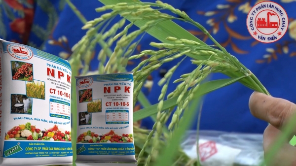 Phân bón đa yếu tố NPK Văn Điển giúp lúa mùa thích nghi ngoại cảnh