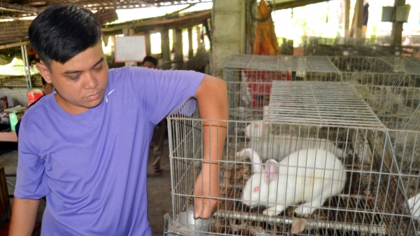 Tú 'thỏ' và câu chuyện về trang trại 2.000 thỏ giống New Zealand