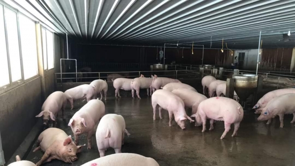 Nhiều địa phương hỗ trợ cả trăm triệu đồng/hộ khi tái đàn lợn