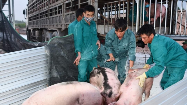 Quý 3/2020 doanh nghiệp chăn nuôi lớn sẽ có lợn giống bán ra ngoài