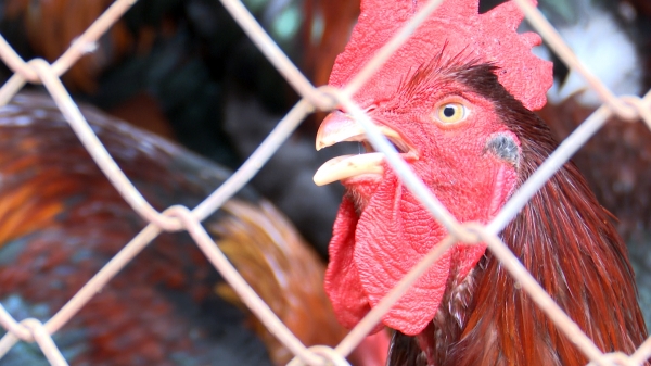 Dabaco cung ứng ra thị trường 60 triệu gà giống lông mầu chất lượng cao