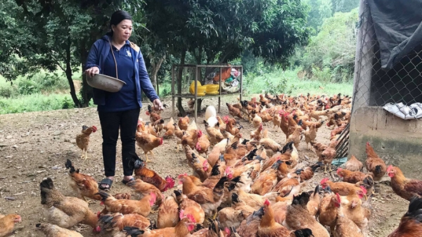 Quảng Bình: Phát triển mô hình nuôi gà thả vườn