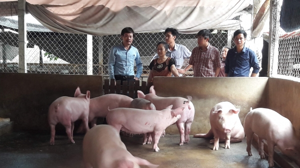 Nhiều địa phương không mặn mà dự án chăn nuôi lợn