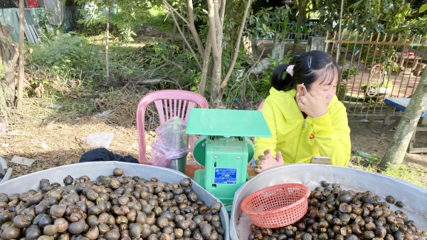 Ốc đồng Campuchia đầu mùa lũ vào nhà hàng giá 180.000 đồng/kg nhưng không đủ bán