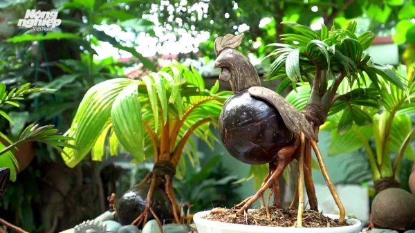 Độc đáo tạo hình bonsai từ quả dừa