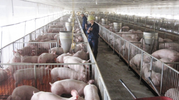 Quảng Bình: Nâng tổng đàn lợn trên 232.000 con
