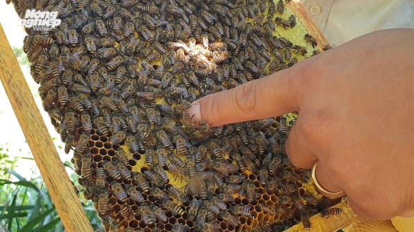 Hà Tĩnh phát triển nghề nuôi ong lấy mật