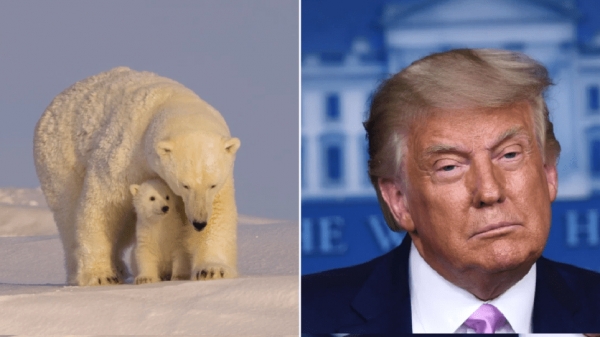 Gấu Bắc Cực bị đe dọa bởi kế hoạch khoan dầu của Nhà Trắng