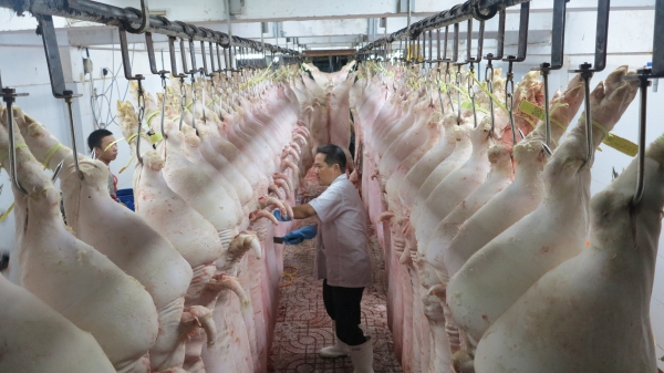 Giá lợn hơi về vùng 80.000 đồng/kg đúng quy luật thị trường
