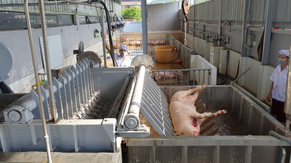 Hải Phòng siết chặt quản lý giết mổ và tiêu thụ sản phẩm thịt lợn