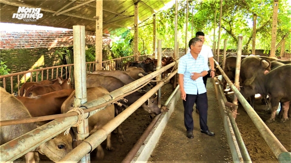 Liên kết chăn nuôi trâu bò, giúp nông dân Tuyên Quang làm giàu