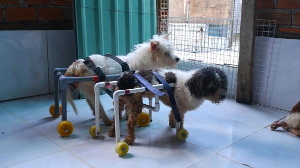 Người phụ nữ chế xe lăn bằng ống nước cho chó mèo khuyết tật