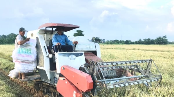 Năng suất lúa tỉnh Vĩnh Long tăng trên 5%