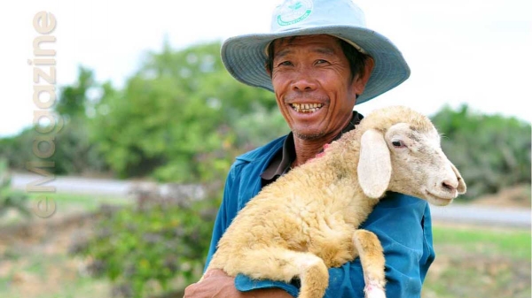 'Chảo lửa' Ninh Thuận, nơi nuôi cừu lấy thịt duy nhất ở Việt Nam