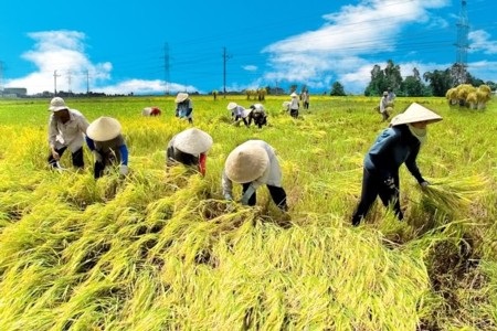 Thái Lan công bố lộ trình đột phá về lúa gạo