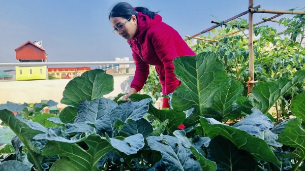 Vườn rau sạch rộng hơn 30m2 trên sân thượng ở Hà Nội