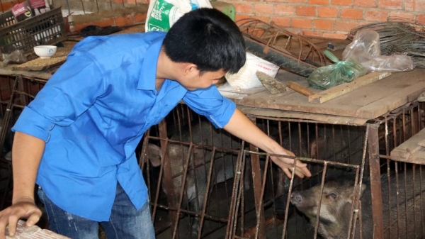 Hợp tác với nhà hàng 'heo mẹt', nông dân nuôi lợn rừng ăn đủ