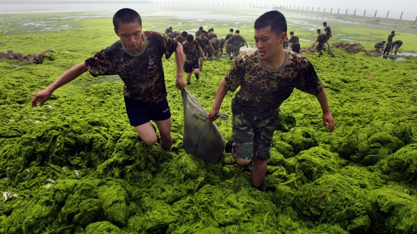 Sáng chế 'biến' tảo lam độc hại thành bột protein