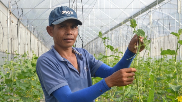 Thanh niên Khmer bỏ lương nghìn đô về trồng dưa lưới