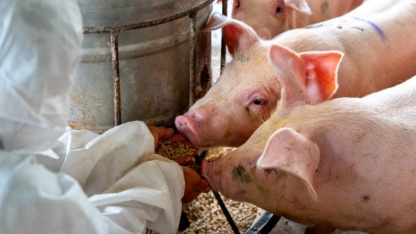 Lãnh đạo Đài Loan bảo vệ lệnh nối lại nhập khẩu thịt lợn Mỹ