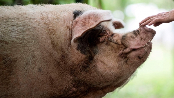 Nhân bản vô tính lợn rừng - mũi tên trúng hai đích của Trung Quốc