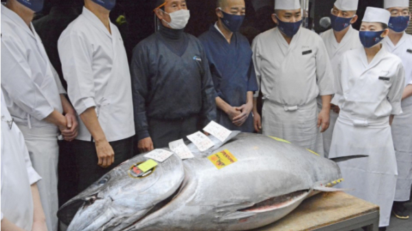 Phiên đấu giá cá ngừ vây xanh năm nay ‘rớt thảm’