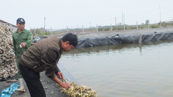 Quảng Ninh: Hỏa tốc chống rét thủy sản