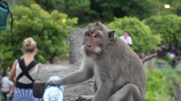 Đàn khỉ biết lựa đồ quý của du khách để ‘mặc cả’