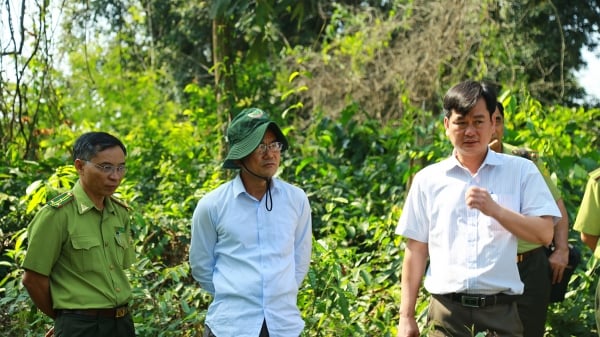 Đồng Nai: Triển khai hiệu quả công tác phát triển rừng