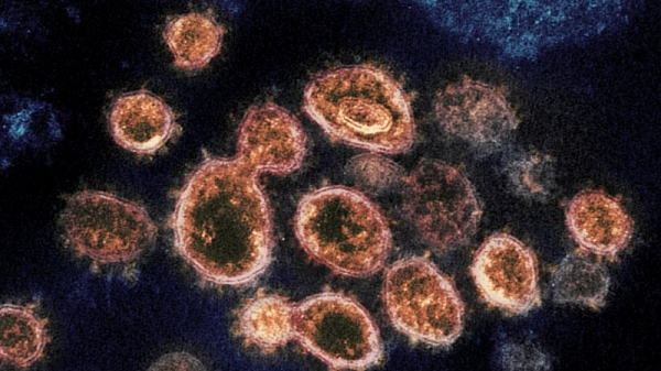 Mỹ lần đầu phát hiện biến thể coronavirus chủng từ Nam Phi