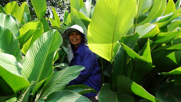 Ngôi làng trồng lá dong 'cổ truyền' hơn 600 năm ở Hà Nội