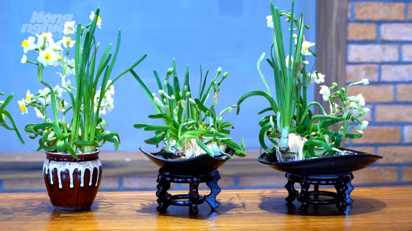 Thú chơi ngày tết: Tinh hoa thủy tiên Việt