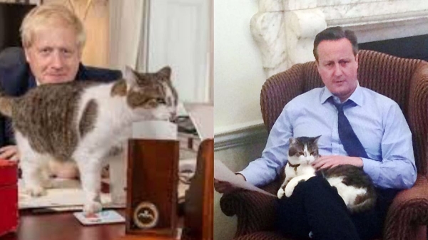 Con mèo 10 năm ‘làm việc’ ở dinh Thủ tướng Anh