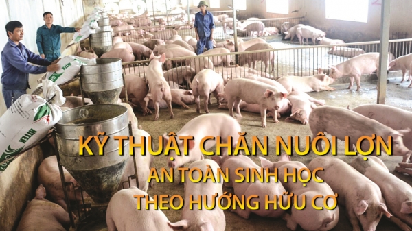 Kỹ thuật chăn nuôi lợn an toàn sinh học theo hướng hữu cơ