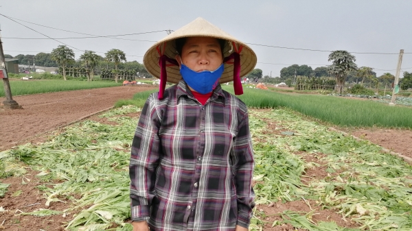 Rau một số vùng ở Hà Nội tiêu thụ chậm