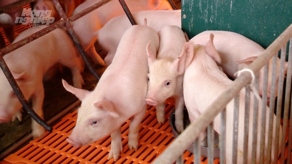 Ngành hàng thịt lợn sẽ phát triển rất nhanh trong giai đoạn 2021-2025