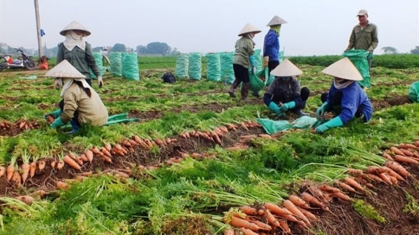 Nông dân Chí Linh thu hoạch cà rốt sau giãn cách xã hội