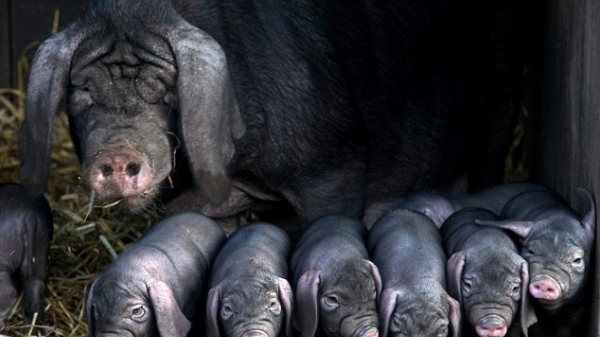 Lợn Thái Hồ- giống lợn bản địa quý hiếm được bảo tồn ra sao?