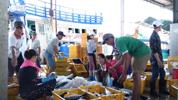 Ngư dân Cà Mau chấp hành quy định khai thác thủy hải sản