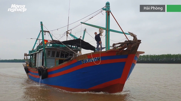 Hải Phòng triển khai các biện pháp chống khai thác thủy sản bất hợp pháp