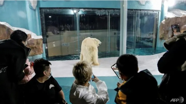 Phẫn nộ với khách sạn nuôi nhốt gấu Bắc Cực để mua vui