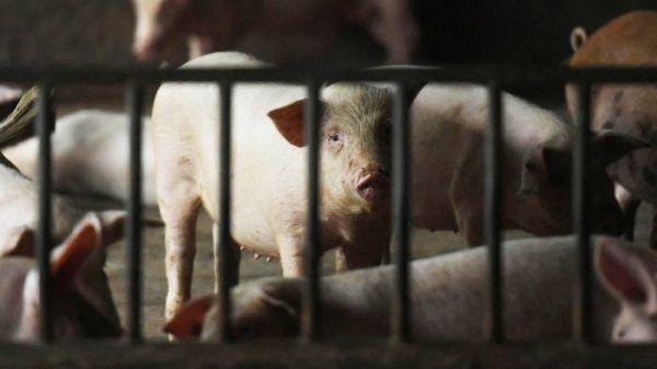 Giá lợn con tại thị trường lớn nhất thế giới tăng mạnh