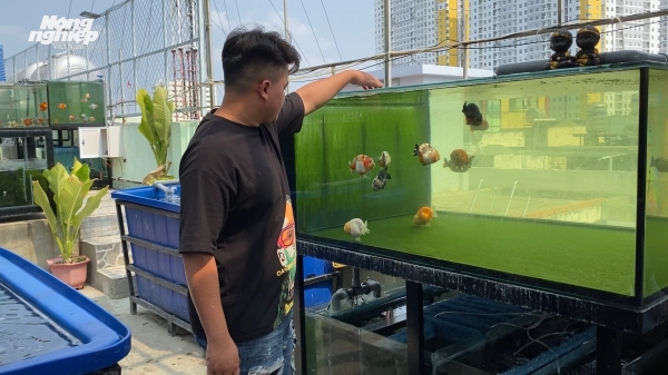 Thanh niên 9x nuôi cá vàng trên sân thượng thu hàng tỷ đồng mỗi năm