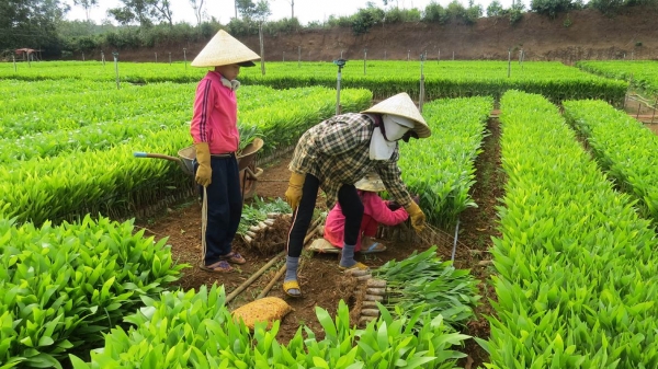 Phú Yên với kế hoạch trồng 15 triệu cây xanh